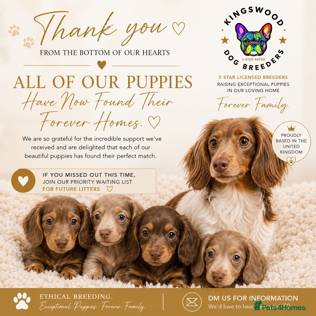 Miniature Dachshund dogs ♥️ONE LEFT  mini dachshunds❤️ - Advert 2
