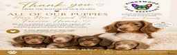 Miniature Dachshund dogs for sale: ♥️ long haired mini daxi ♥️ - Advert 2