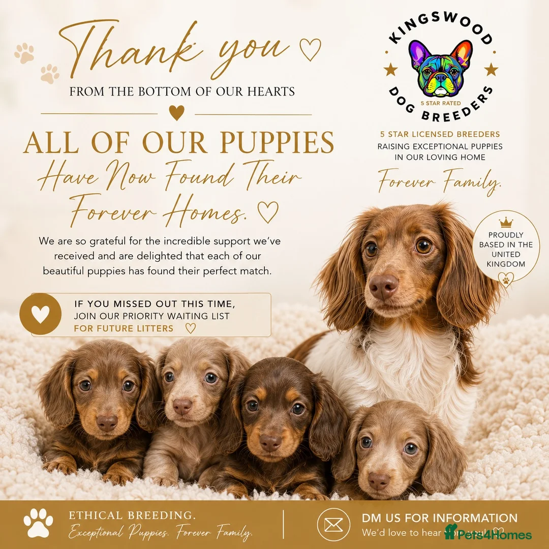 Miniature Dachshund dogs for sale: ♥️ long haired mini daxi ♥️ - Advert 2