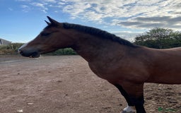 Welsh Section D horses for sale: 14h 6 year old Bay Sec D Gelding - Image 1