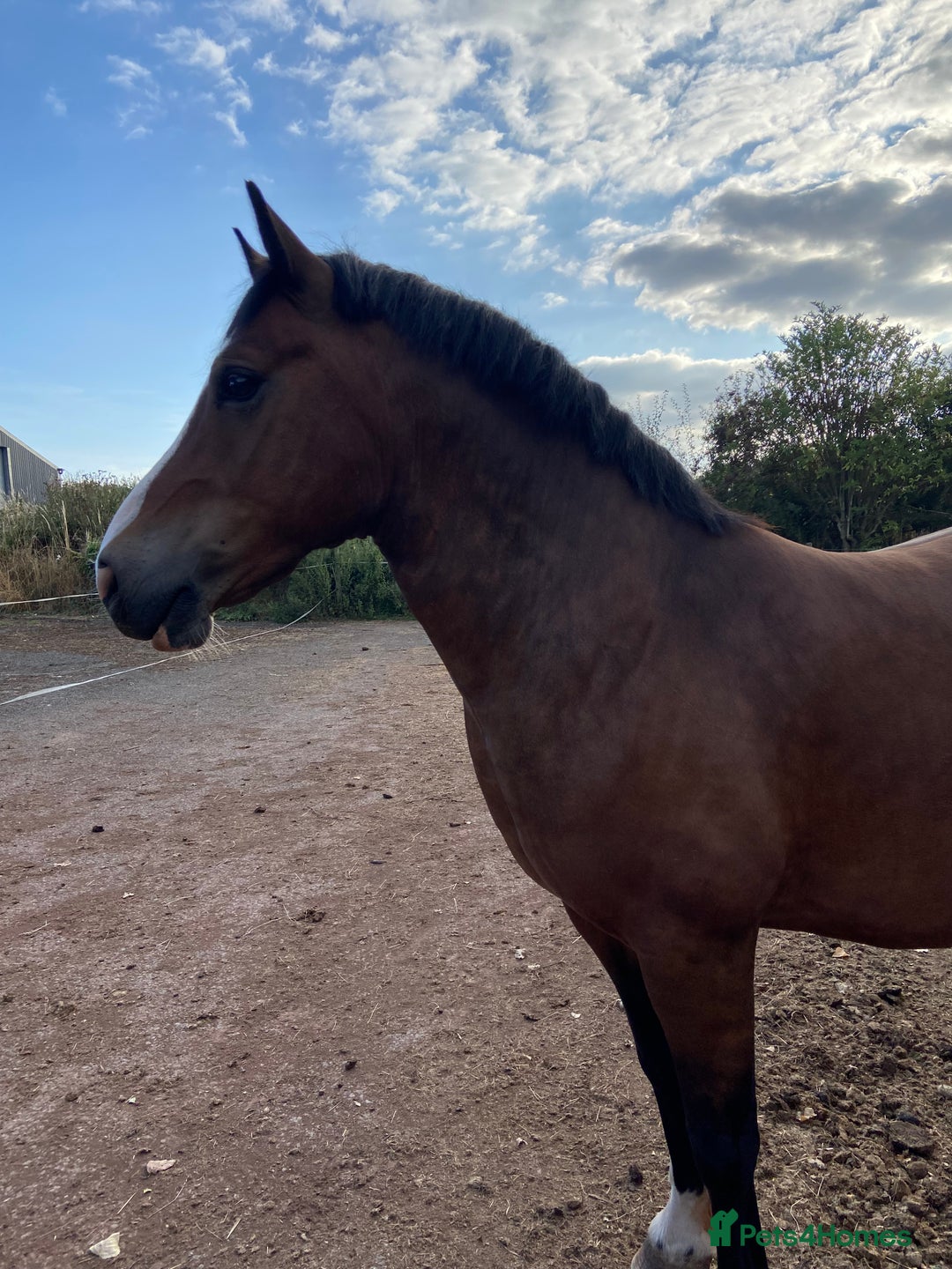 Welsh Section D horses for sale: 14h 6 year old Bay Sec D Gelding - Image 1