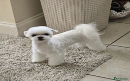 Maltese dogs for stud: 2kg Korean Maltese Stud dog  in St. Neots - Image 2