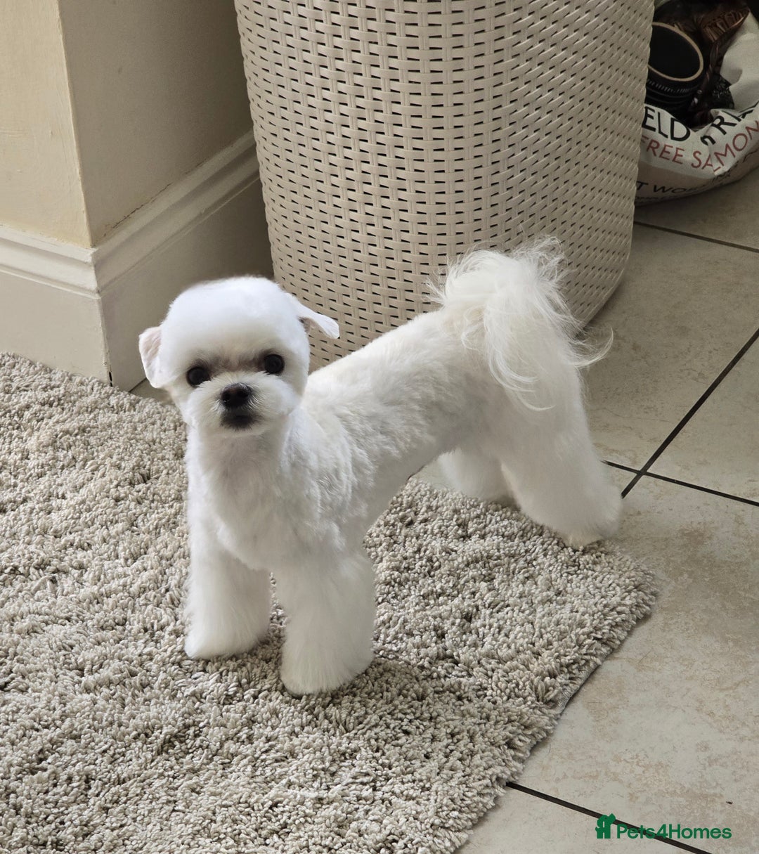 Maltese dogs for stud: 2kg Korean Maltese Stud dog  in St. Neots - Image 2