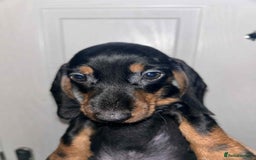 Dachshund dogs for sale: Beautiful daschunds  - Image 3