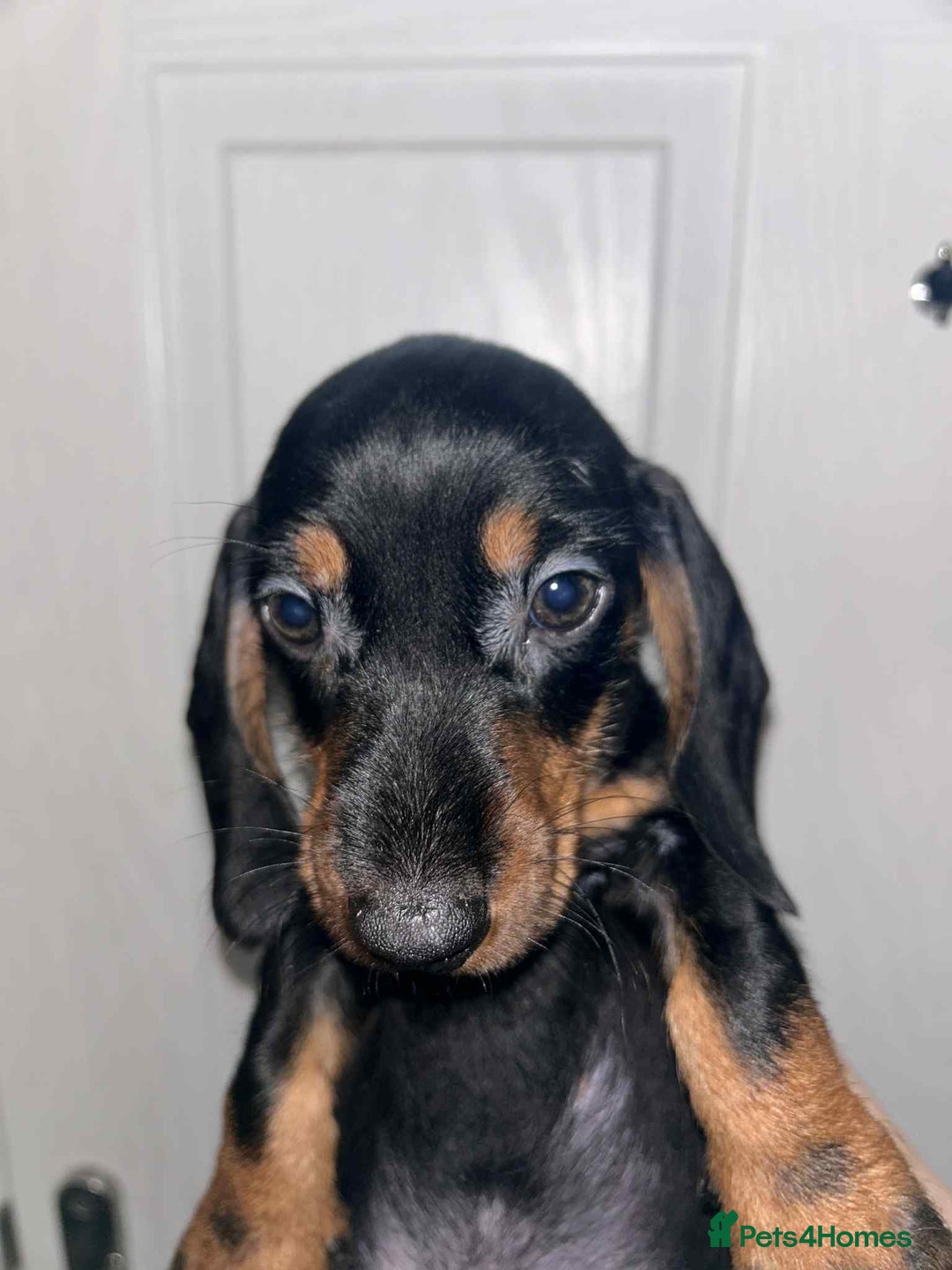 Dachshund dogs for sale: Beautiful daschunds  - Image 3