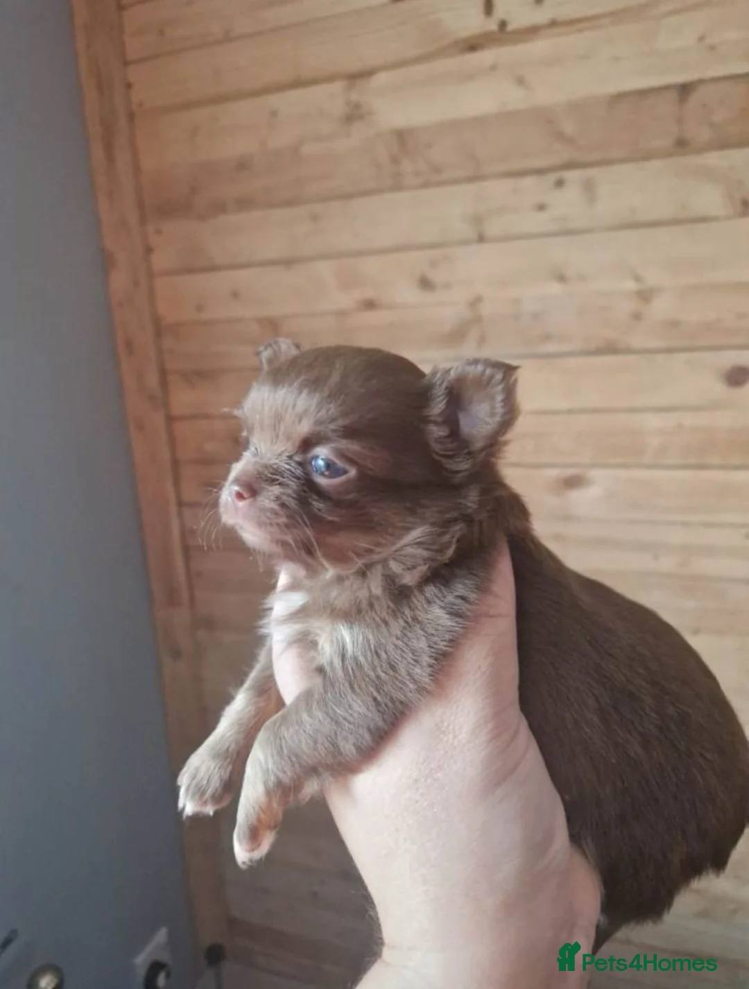 Chihuahua dogs for sale: Chihuahua puppies  - Advert 1