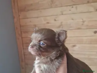 Chihuahua dogs Chihuahua puppies - Advert 3