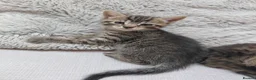 Maine Coon cats for sale: Half main coon kittens - Advert 7