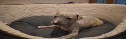 Whippet dogs for sale: Beautiful Pedigree Whippet Puppies - Advert 15