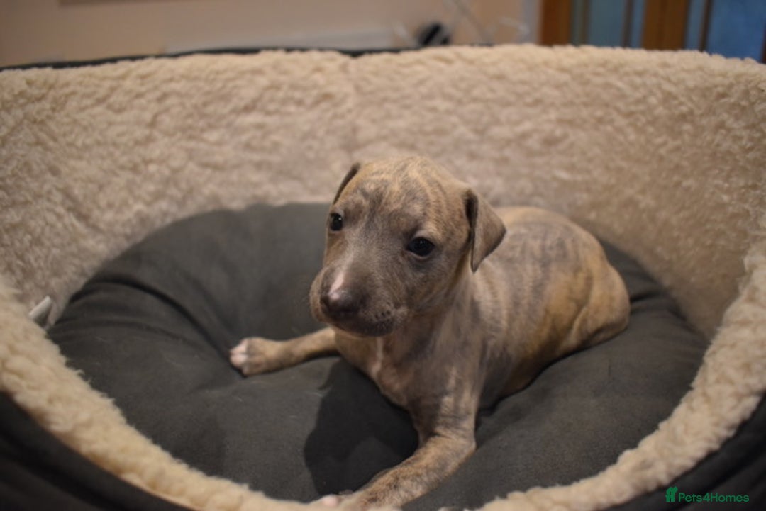 Whippet dogs for sale: Beautiful Pedigree Whippet Puppies - Advert 15