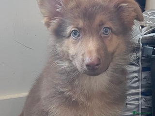 German Shepherd dogs German Shepherd Puppies Liver Isabella Blue Black - Advert 5