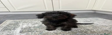 Penny 