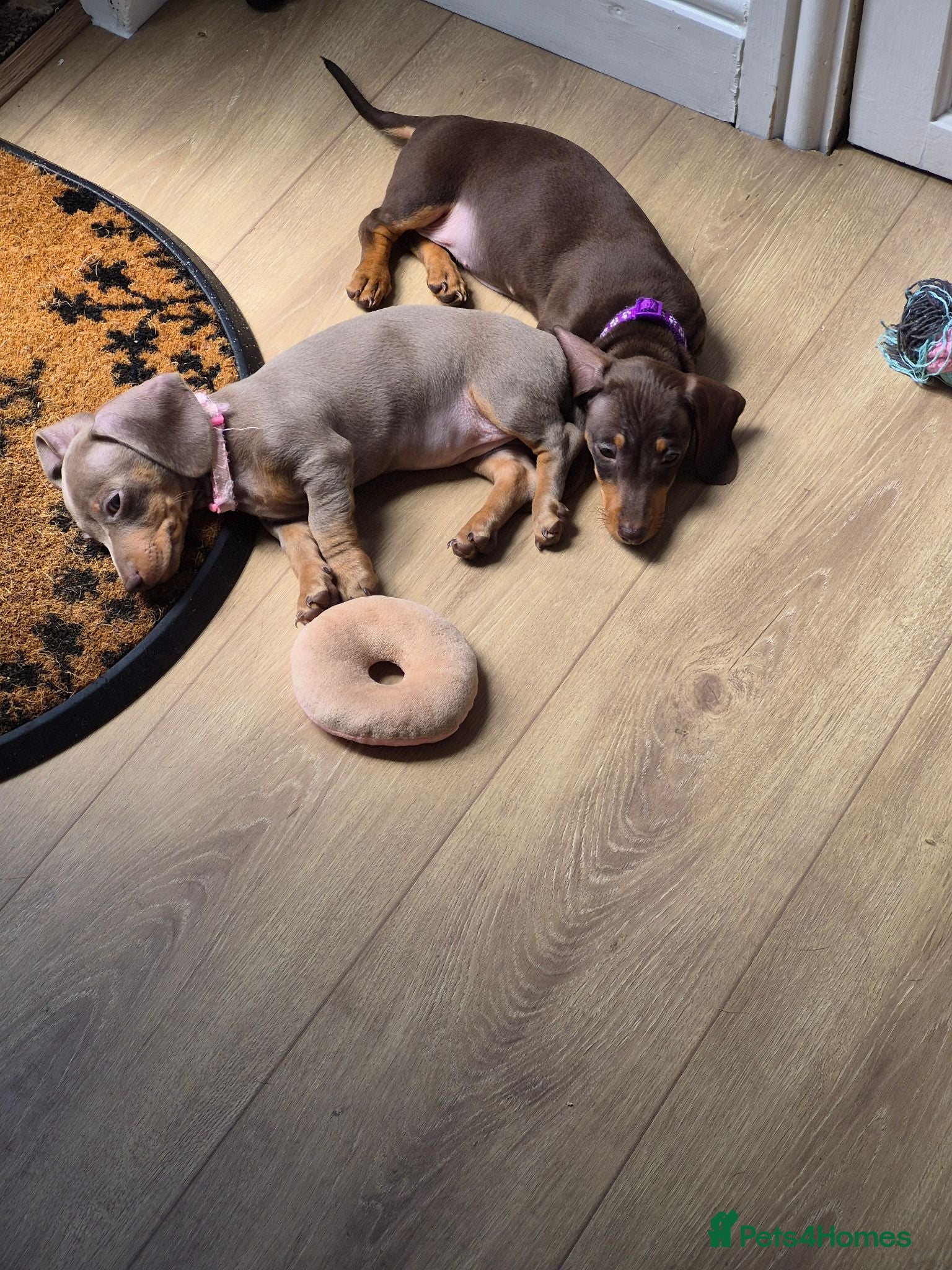 Miniature Dachshund dogs *2 girls left* Miniature Dachshund 🐾 - Advert 16