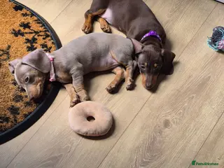 Miniature Dachshund dogs *2 girls left* Miniature Dachshund 🐾 - Advert 16