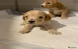 Cockapoo dogs for sale: F2 Cockapoo - Image 16