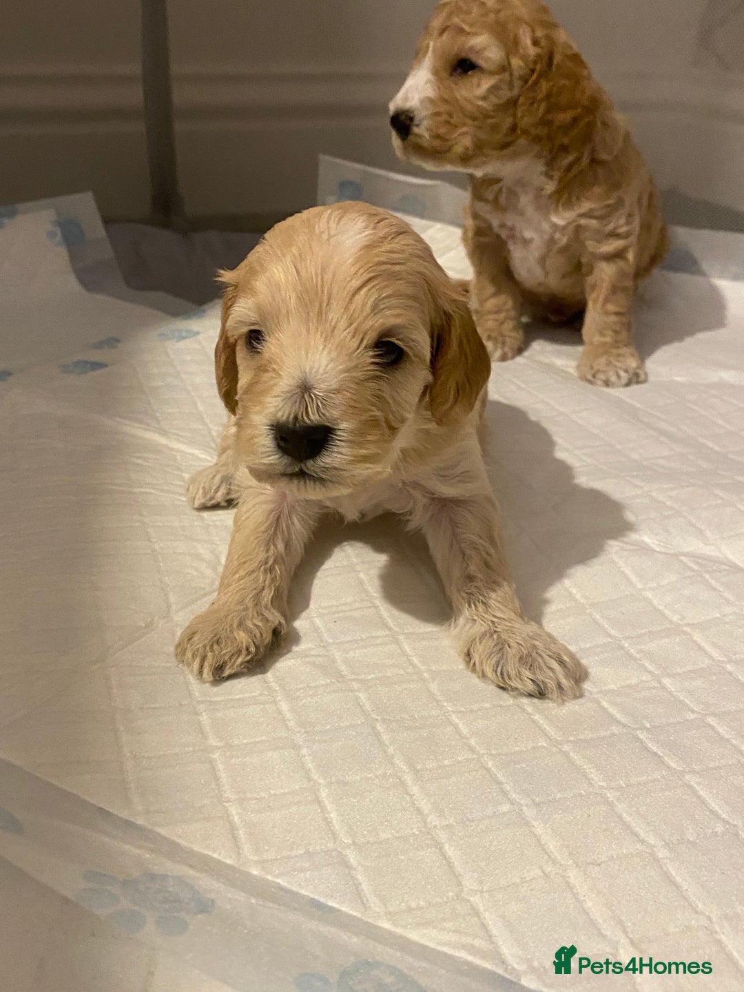 Cockapoo dogs for sale: F2 Cockapoo - Image 16
