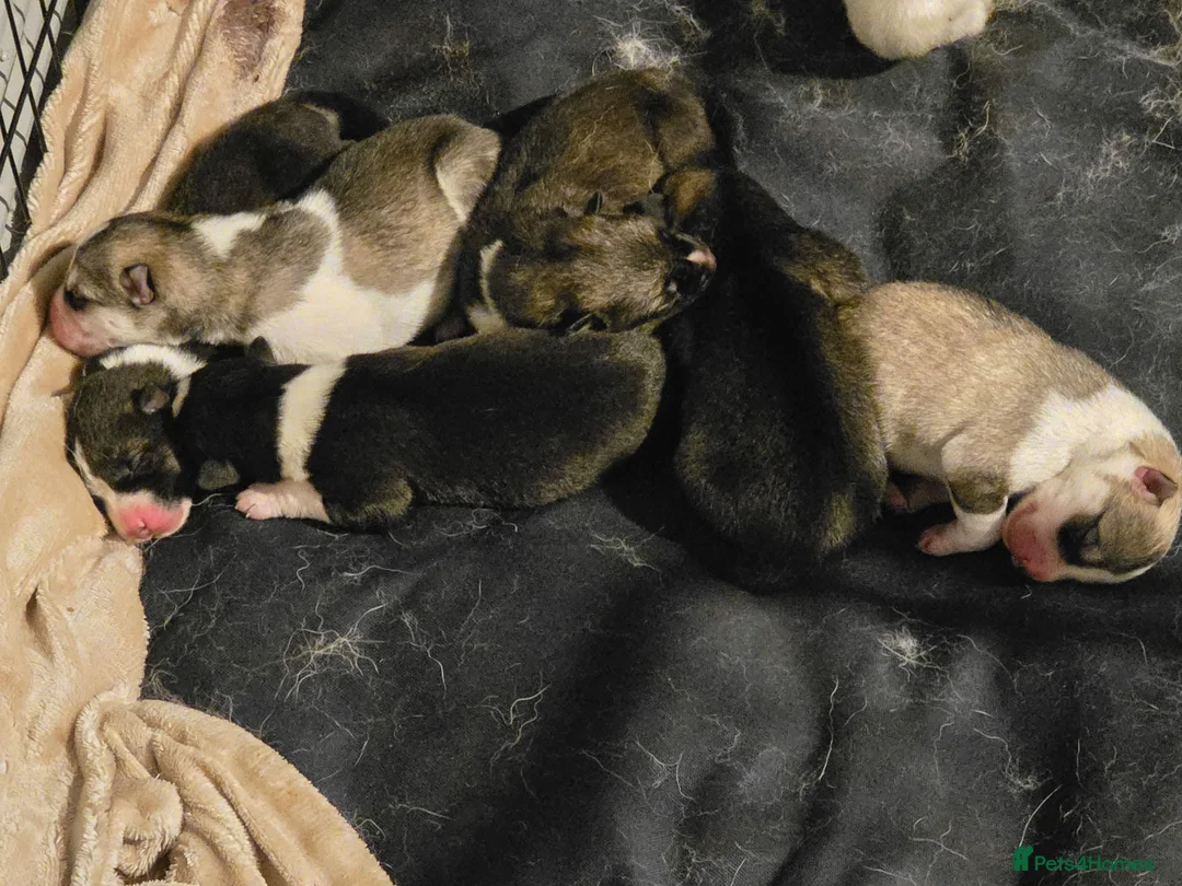 Huskita dogs for sale: huskita/siberian husky puppies - Advert 36