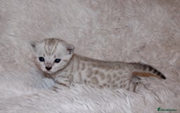 Bengal cats for sale: 😻🐈‍⬛OUTSTANDING PEDIGREE BENGAL 🐈‍⬛ 💯 - Image 13