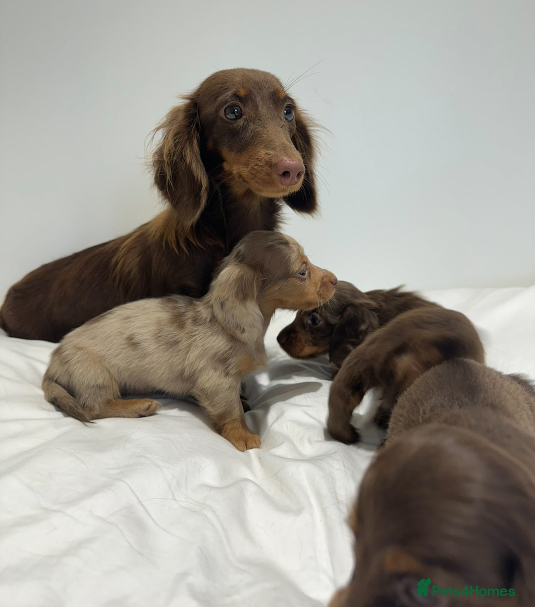 Miniature Dachshund dogs for stud: ✨HECTOR✨ MINI LONG HAIRED✨ CHOCOLATE DAPPLE ✨ - Advert 5