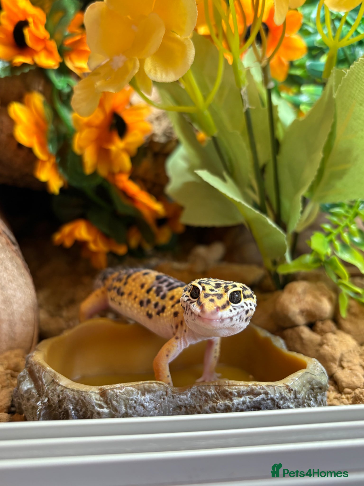 Leopard Gecko reptiles Leopard gecko (saffron) - Advert 1