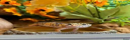 Leopard Gecko reptiles for sale: Leopard gecko (saffron) - Advert 1