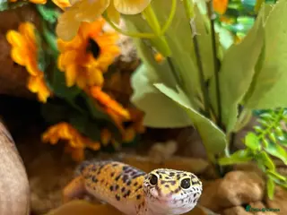 Leopard Gecko reptiles Leopard gecko (saffron) - Advert 1