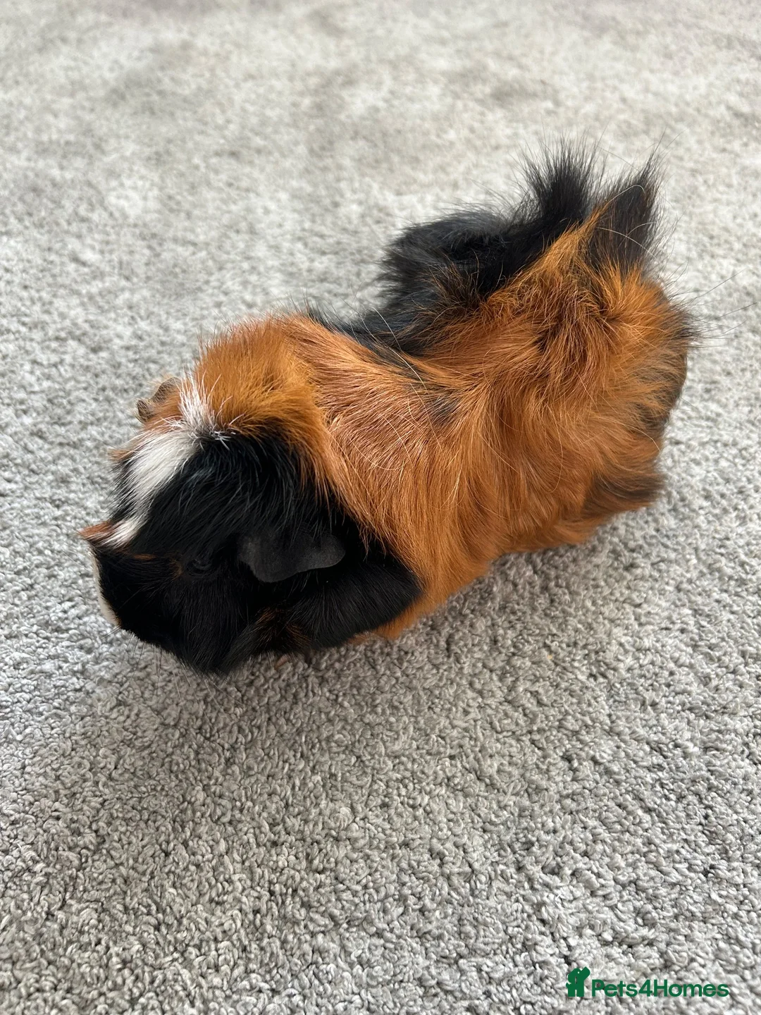 Guinea Pig rodents for sale: Female guinea  in Leigh-on-Sea - Advert 2