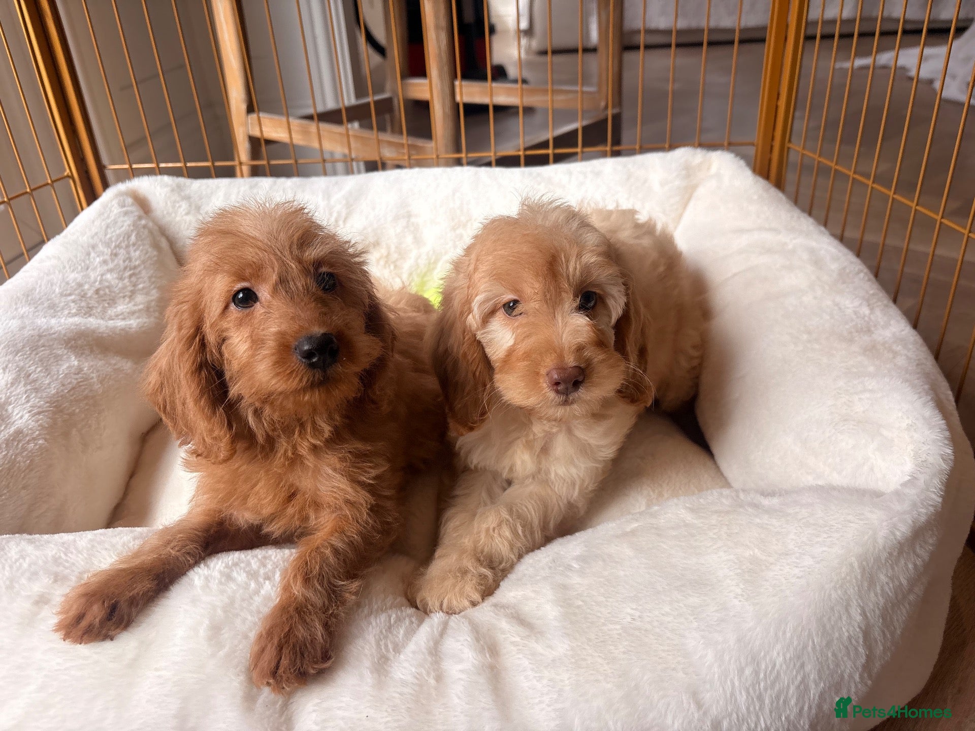 Labradoodle dogs LICENSED BREEDER HEALTH TESTED MINI LABRADOODLES - Advert 1