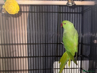 Parrots birds for sale: Green RingNeck - Advert 1