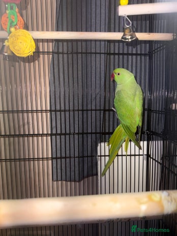 Parrots birds Green RingNeck - Advert 1