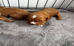 Cavapoo dogs for sale: Red Cavapoo Puppies 4 males 1 female Left - Image 18