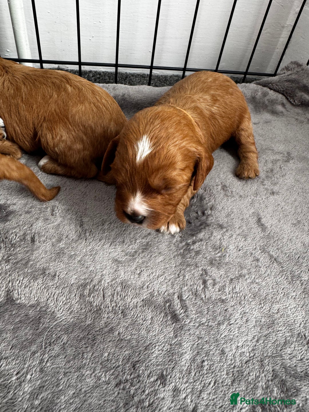 Cavapoo dogs for sale: Red Cavapoo Puppies 4 males 1 female Left - Image 18