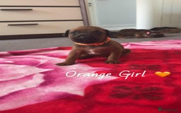 Mixed Breed dogs for sale: Doberman X XL Bully  - Image 16