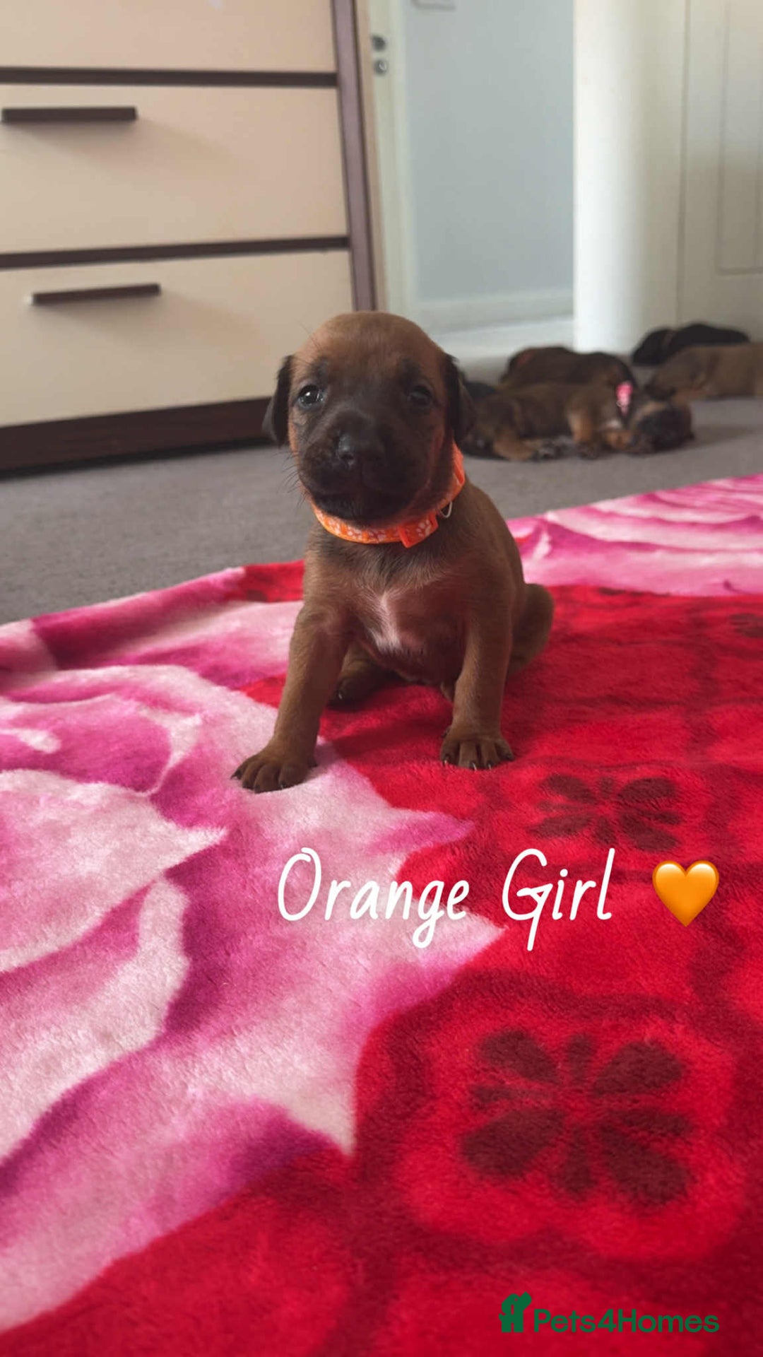 Mixed Breed dogs for sale: Doberman X XL Bully  - Image 16