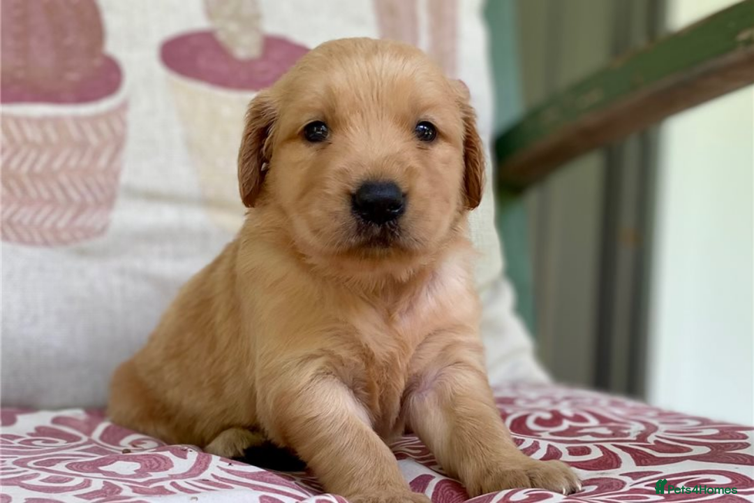 Golden Retriever dogs for sale: Beautiful Golden Retriever Puppies – Family Raised - Image 11