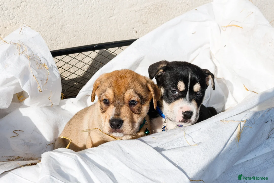Mixed Breed dogs for sale: Bulldogs x Chihuahua Bullhuahua  - Advert 4