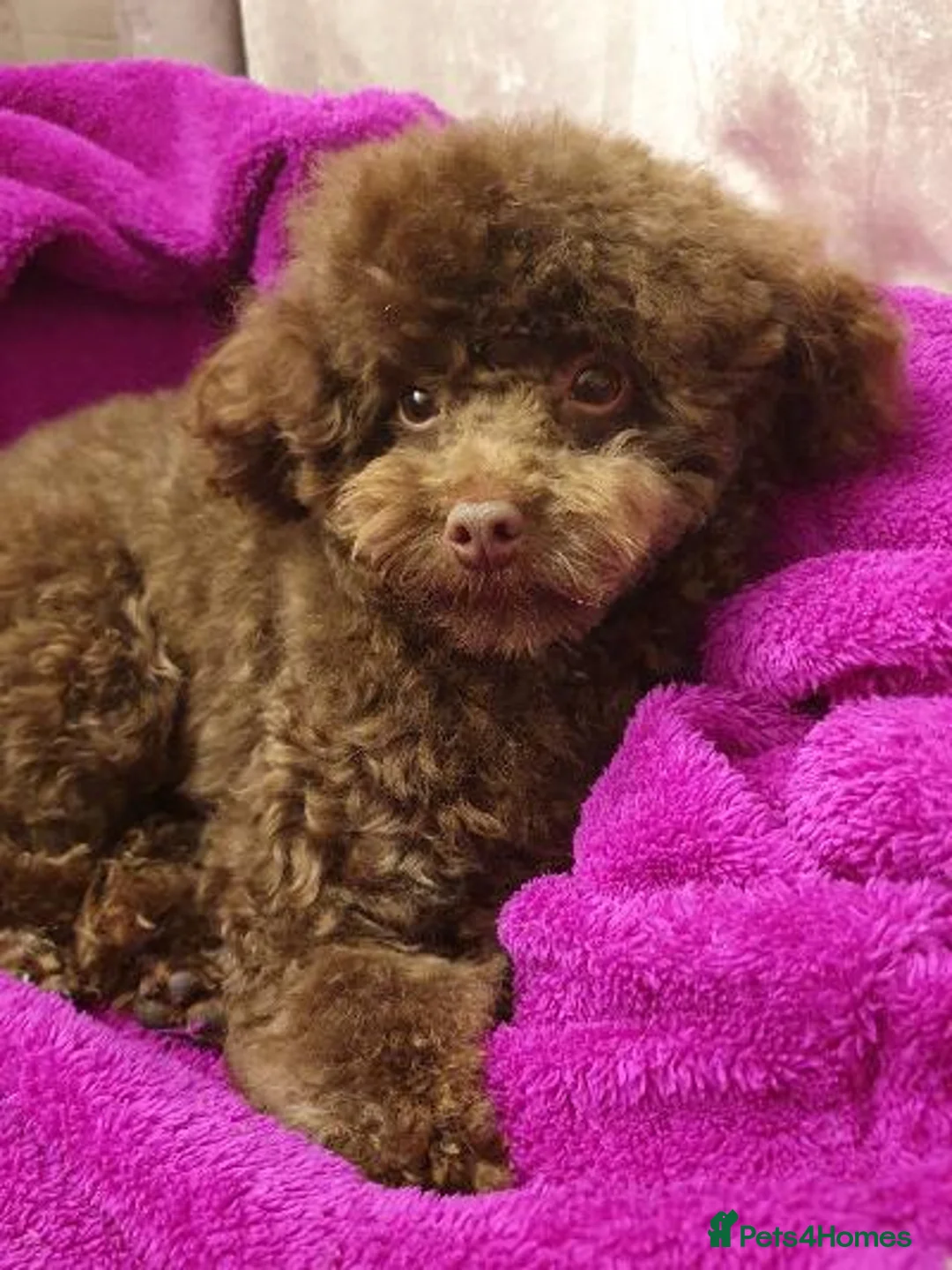 Toy Poodle dogs for stud: Tiny kc reg chocolate toy poodle.STUD ONLY! in Lincoln - Advert 9
