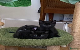 British Shorthair cats for sale: Beautiful BSH and Tuxedo cat mix litter for sale - Image 2