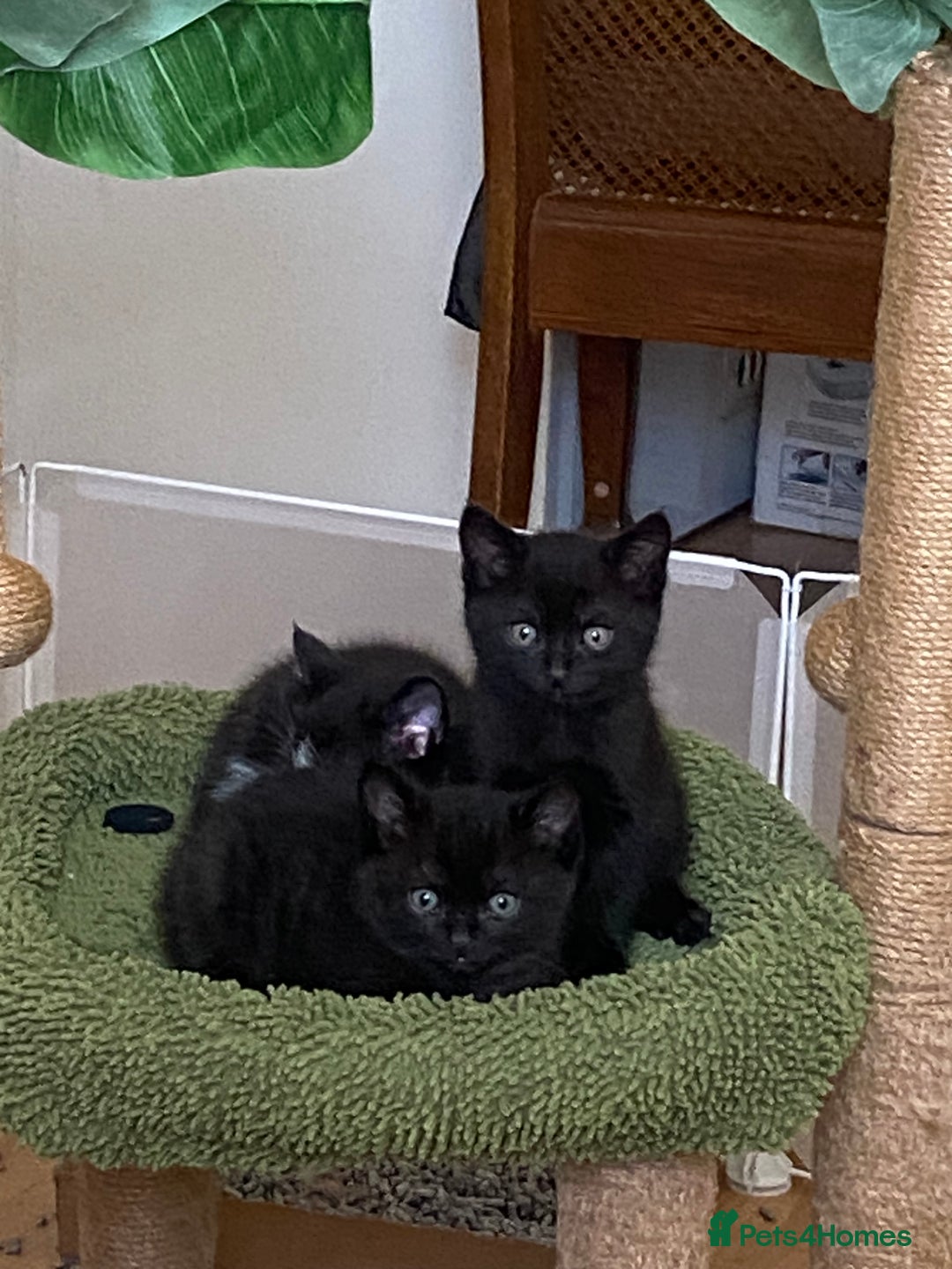 British Shorthair cats for sale: Beautiful BSH and Tuxedo cat mix litter for sale - Image 2
