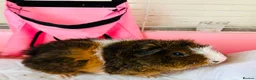 Guinea Pig rodents for sale: Free Female guinea pigs  - Advert 1