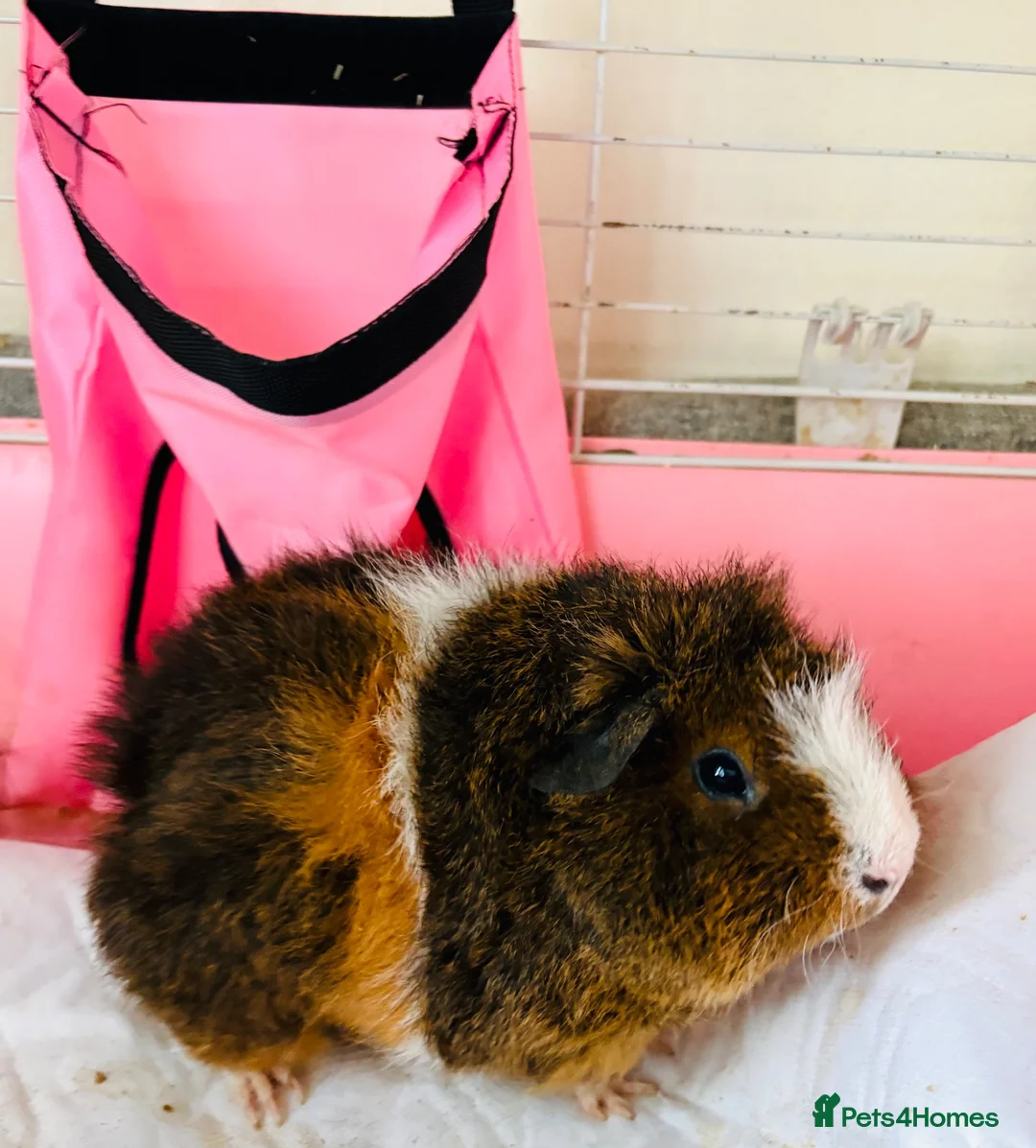 Guinea Pig rodents for sale: Free Female guinea pigs  - Advert 1