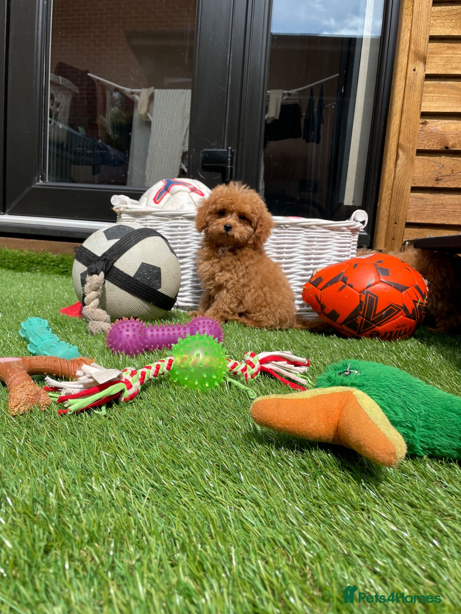 Cockapoo dogs Tiny Toy F1B Cockapoos. FULLY VAX READY TO LEAVE!! - Advert 1