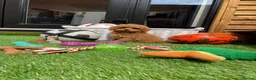 Cockapoo dogs for sale: Tiny Toy F1B Cockapoos. FULLY VAX’D! LAST 2 BOYS!! - Advert 1