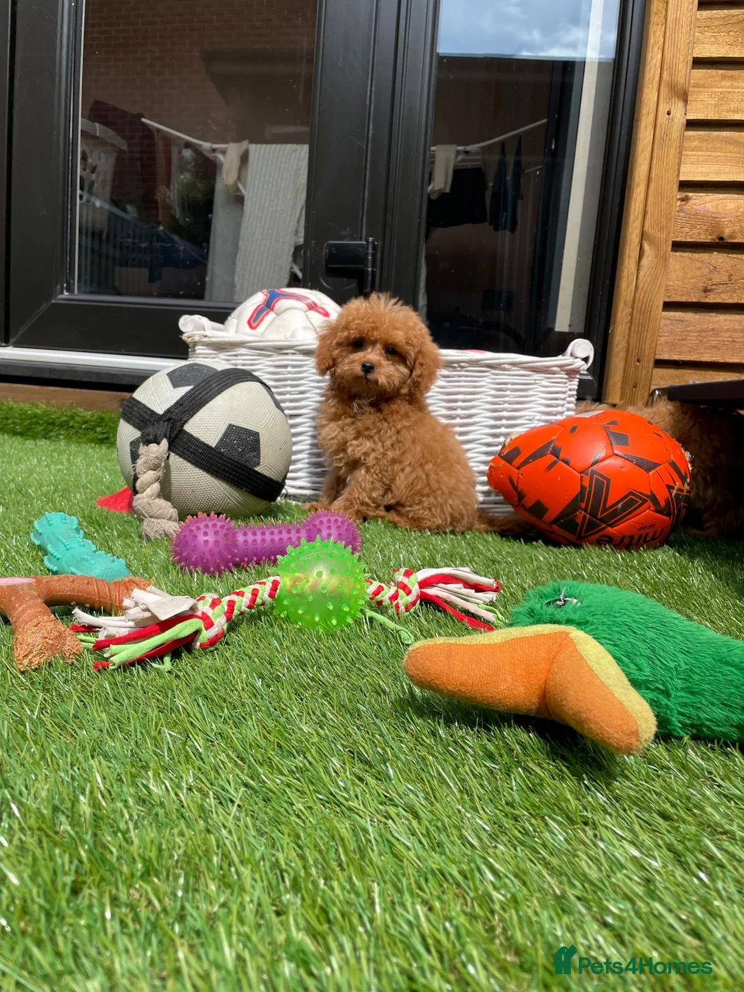 Cockapoo dogs for sale: Tiny Toy F1B Cockapoos. FULLY VAX’D! LAST 2 BOYS!! - Advert 1