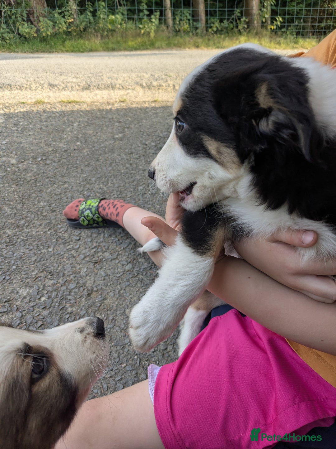 Border Collie dogs for sale: Border Collie Puppies  - Image 10