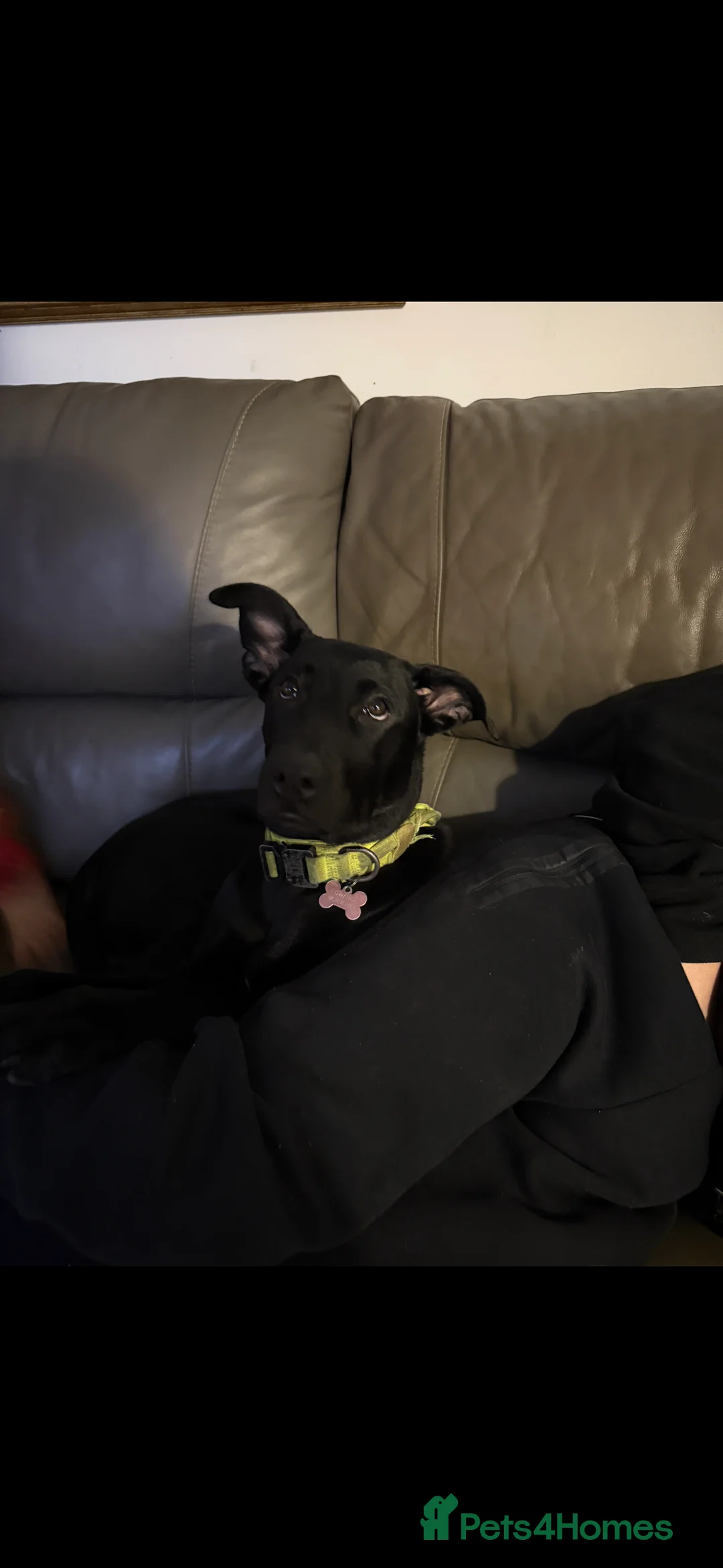 Mixed Breed dogs for sale: Astra - Belgian Malinois - Advert 2