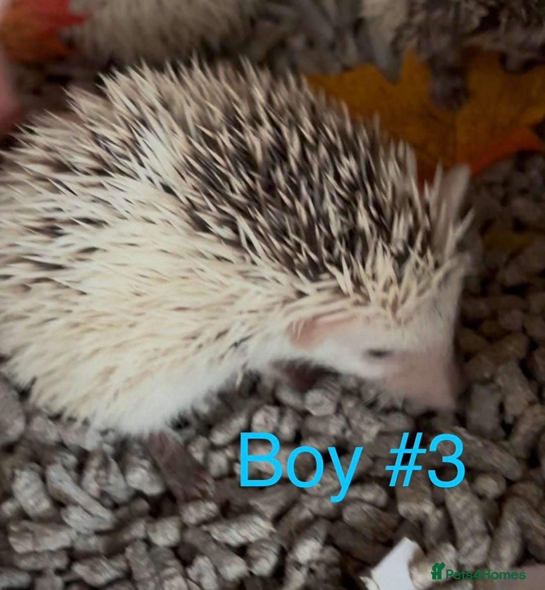Pygmy Hedgehog rodents for sale: Male and female Pygmy hedgehogs ready to reserve - Image 11