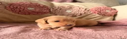 Miniature Dachshund dogs for sale: Miniature long and smooth dachshund pups in Castleford - Advert 9
