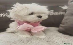 Maltese dogs for sale: Tiny Exquisite Full Korean Bambelina Maltese. - Image 13