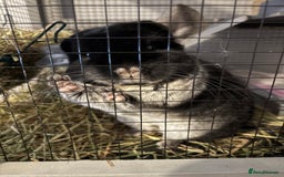 Chinchilla rodents for sale: Female black velvet chinchilla - Image 5